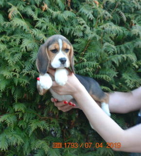 Foto №4. Ich werde verkaufen beagle in der Stadt Dmitrov. vom kindergarten - preis - 505€