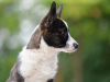 Foto №3. Welsh Corgi Cardigan Welpe FCI. Ungarn