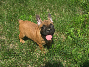 Foto №3. Mädchen der französischen Bulldogge. Ukraine