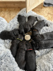 Foto №3. Schwarze Labradoodle-Welpen zum Kauf. Niederlande