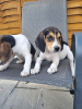 Foto №2 zu Ankündigung № 22344 zu verkaufen beagle - einkaufen USA quotient 	ankündigung