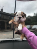 Zusätzliche Fotos: Erschwingliche englische Bulldoggenwelpen stehen zum Verkauf