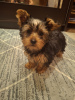 Foto №1. biewer terrier, yorkshire terrier - zum Verkauf in der Stadt Vilnius | 600€ | Ankündigung № 127655