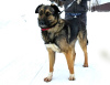 Foto №1. mischlingshund - zum Verkauf in der Stadt Москва | Frei | Ankündigung № 93110