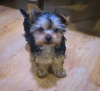 Foto №2 zu Ankündigung № 97089 zu verkaufen yorkshire terrier - einkaufen Georgien quotient 	ankündigung