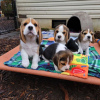 Foto №3. Beagle-Welpen zur Adoption. USA