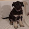 Foto №2 zu Ankündigung № 9787 zu verkaufen osteuropäischer schäferhund - einkaufen Russische Föderation quotient 	ankündigung