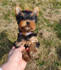 Foto №2 zu Ankündigung № 112310 zu verkaufen yorkshire terrier - einkaufen USA quotient 	ankündigung