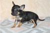 Foto №3. Entzückende Chihuahua-Welpen zur kostenlosen Adoption. Deutschland