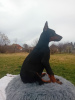 Foto №4. Ich werde verkaufen dobermann in der Stadt Belgrad. züchter - preis - verhandelt