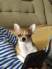 Zusätzliche Fotos: Hübscher rothaariger Chihuahua-Junge