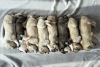 Foto №4. Ich werde verkaufen maine-coon-katze in der Stadt Васильков. vom kindergarten - preis - 676€