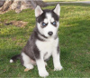 Foto №2 zu Ankündigung № 109604 zu verkaufen siberian husky - einkaufen Belgien quotient 	ankündigung