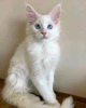 Foto №3. Mainecoon-Kätzchen zur kostenlosen Adoption. Deutschland