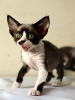 Foto №1. devon rex - zum Verkauf in der Stadt Vienna | 300€ | Ankündigung № 88500