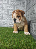 Foto №3. Englische Bulldogge. Serbien