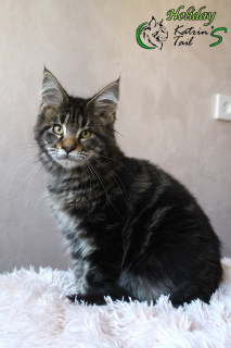 Foto №4. Ich werde verkaufen maine-coon-katze in der Stadt St. Petersburg. vom kindergarten, züchter - preis - 500€