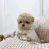 Foto №3. Maltipoo-Welpen suchen ein neues Zuhause. Business WhatsApp 37256062792. Finnland