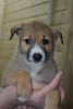 Foto №1. mischlingshund - zum Verkauf in der Stadt Nizhny Novgorod | Frei | Ankündigung № 9673