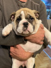 Zusätzliche Fotos: Englische Bulldogge