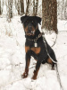 Foto №4. Ich werde verkaufen rottweiler in der Stadt Москва. quotient 	ankündigung - preis - Frei