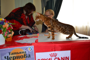 Foto №2 zu Ankündigung № 2881 zu verkaufen bengal katzenrasse - einkaufen Weißrussland vom kindergarten, züchter