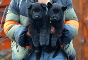 Foto №1. deutscher schäferhund - zum Verkauf in der Stadt Mariupol | 414€ | Ankündigung № 4564