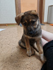 Foto №2 zu Ankündigung № 102661 zu verkaufen mischlingshund - einkaufen Russische Föderation quotient 	ankündigung