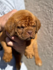 Foto №2 zu Ankündigung № 102896 zu verkaufen dogue de bordeaux - einkaufen Serbien quotient 	ankündigung