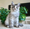 Foto №2 zu Ankündigung № 120783 zu verkaufen maine-coon-katze - einkaufen Deutschland quotient 	ankündigung