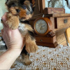 Foto №2 zu Ankündigung № 43029 zu verkaufen yorkshire terrier - einkaufen Deutschland quotient 	ankündigung