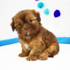 Foto №2 zu Ankündigung № 42828 zu verkaufen shih tzu - einkaufen USA züchter