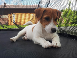 Foto №1. jack russell terrier - zum Verkauf in der Stadt Moskau | 511€ | Ankündigung № 2533