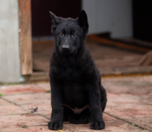 Zusätzliche Fotos: 4 Monate alter schwarzer Schäferhund von zwei schwarzen Produzenten KSU