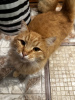 Foto №3. Die liebevolle, junge, schöne rote Katze Tosha ist in guten Händen!. Russische Föderation