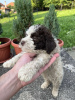 Zusätzliche Fotos: Lagotto Romagnolo Welpen