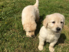 Foto №3. Wunderschöne Golden Retriever Welpen zur kostenlosen Adoption. Deutschland