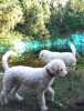 Foto №1. lagotto romagnolo - zum Verkauf in der Stadt Włocławek | 800€ | Ankündigung № 125064