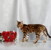 Foto №1. bengal katzenrasse - zum Verkauf in der Stadt Minsk | 179€ | Ankündigung № 120911