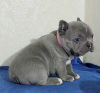 Foto №2 zu Ankündigung № 111504 zu verkaufen französische bulldogge - einkaufen Deutschland 