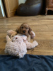 Foto №3. 3 gesunde American Cocker Spaniel-Welpen zur Adoption. Niederlande