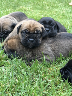 Foto №3. Verkauf von Welpen Cane Corso ersten Wurf. Ukraine