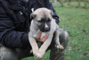 Foto №2 zu Ankündigung № 79382 zu verkaufen anatolischer hirtenhund - einkaufen Serbien 