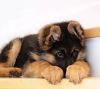 Foto №1. deutscher schäferhund - zum Verkauf in der Stadt Varna | verhandelt | Ankündigung № 83770