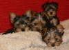 Foto №3. Winzige Teetasse Schwarz/Tan Yorkie. Deutschland