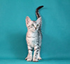 Foto №3. Die Cattery bietet ägyptische Mau-Kätzchen zum Verkauf an.. Russische Föderation