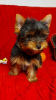 Zusätzliche Fotos: Yorkshire Terrier Welpen zu verkaufen