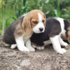 Foto №2 zu Ankündigung № 127384 zu verkaufen beagle - einkaufen Deutschland quotient 	ankündigung