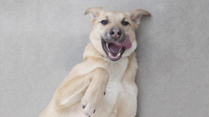 Foto №1. mischlingshund - zum Verkauf in der Stadt Москва | Frei | Ankündigung № 5915
