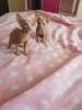Foto №3. Zwei wunderschöne Sphynx-Kätzchen.. USA